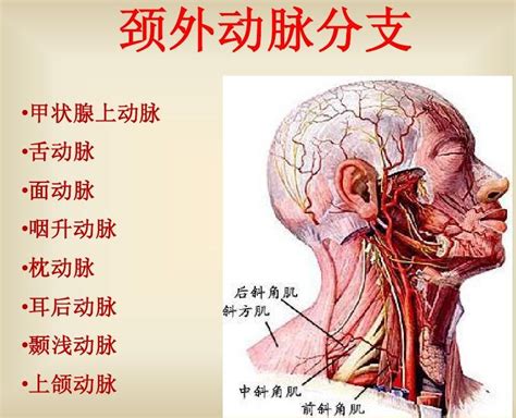 外頸動脈分支口訣|【外頸動脈分支口訣】外頸動脈分支超好記！一看就懂口訣，國考。